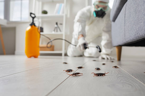 Affordable Termite Control solutions in Orange City, FL